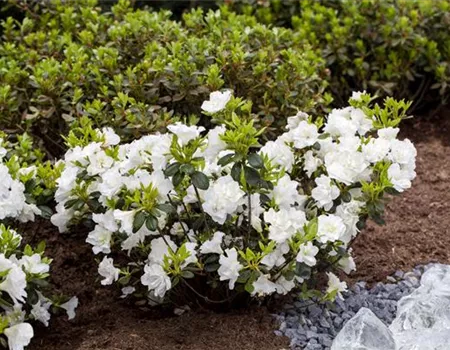 Rhododendron obt. 'Schneeperle' -R- I Rhododendron obt. 'Schneeperle' -R- I