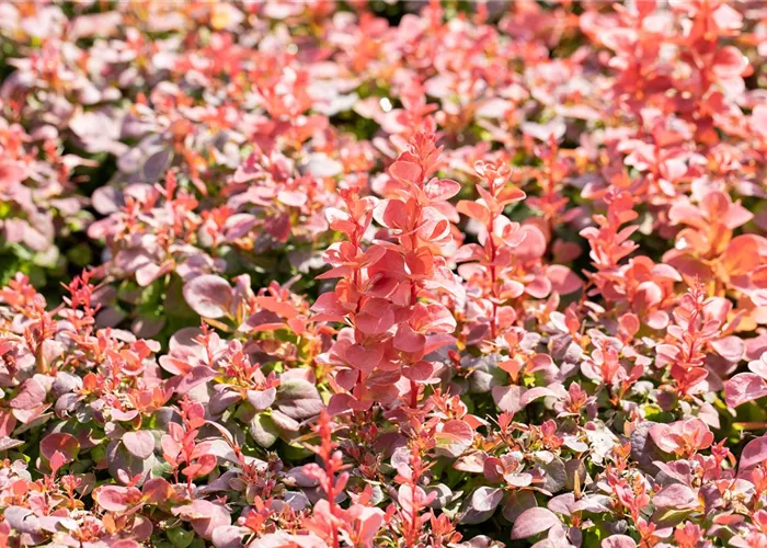 Berberis thunbergii 'Florence'