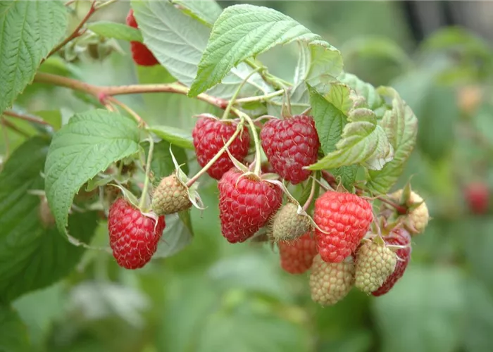 Rubus id. 'Summer Chief''