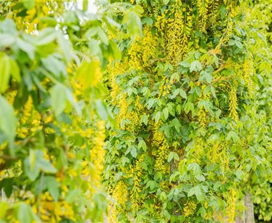 Laubgehölze einpflanzen – Gut gepflanzt ist halb gepflegt Laubgehölze einpflanzen – Gut gepflanzt ist halb gepflegt
