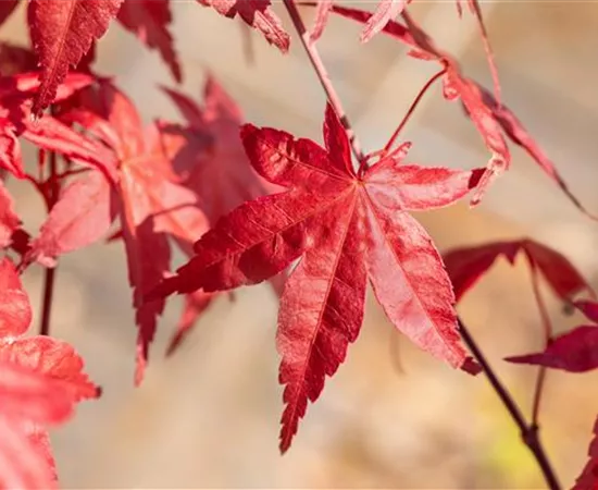 Laubgehölze nach dem Kauf optimal versorgen Laubgehölze nach dem Kauf optimal versorgen