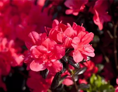 Rhododendron obt.'Maruschka' -R- I Rhododendron obt.'Maruschka' -R- I