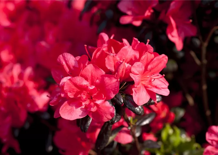 Rhododendron obt.'Maruschka' -R- I Rhododendron obt.'Maruschka' -R- I