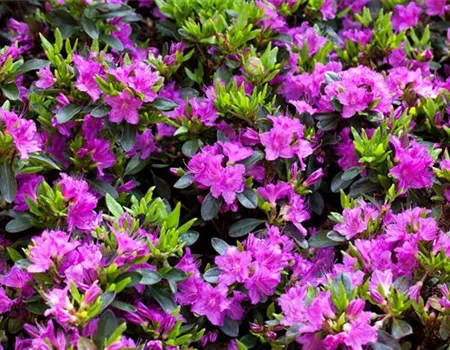 Rhododendron obt.'Königstein' I Rhododendron obt.'Königstein' I