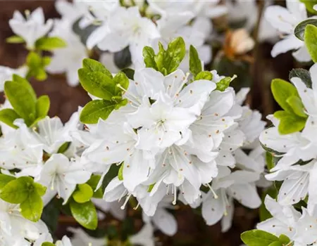Rhododendron obt. 'Inas Diamant' Rhododendron obt. 'Inas Diamant'