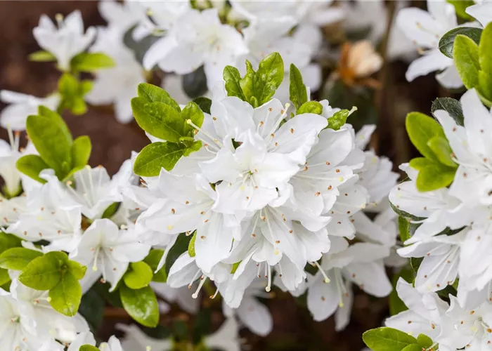 Rhododendron obt. 'Inas Diamant' Rhododendron obt. 'Inas Diamant'