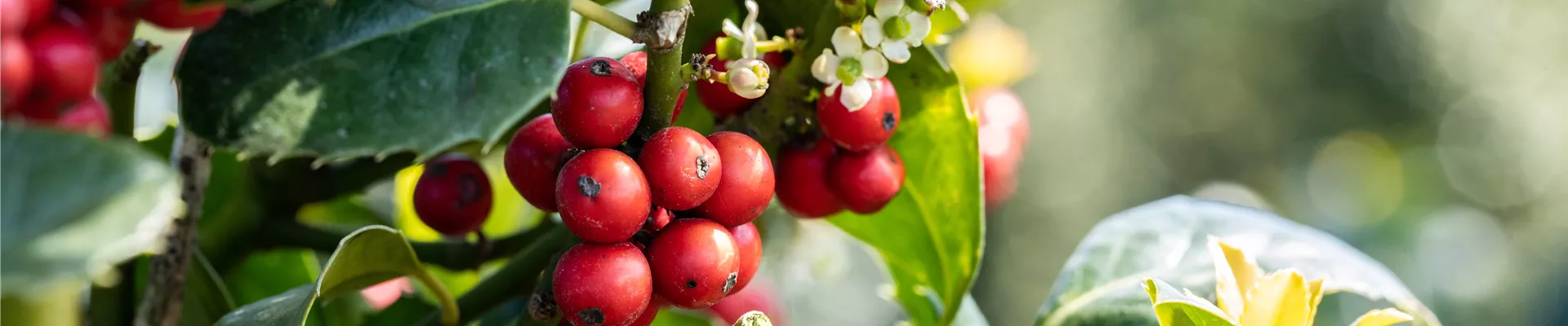 GS661427.jpg GS661427.jpg