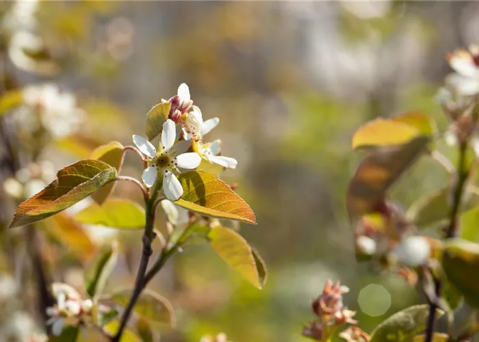 Amelanchier rotundifolia Amelanchier rotundifolia