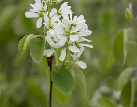 Amelanchier aln. Greatberry -R- 'Farm' Amelanchier aln. Greatberry -R- 'Farm'