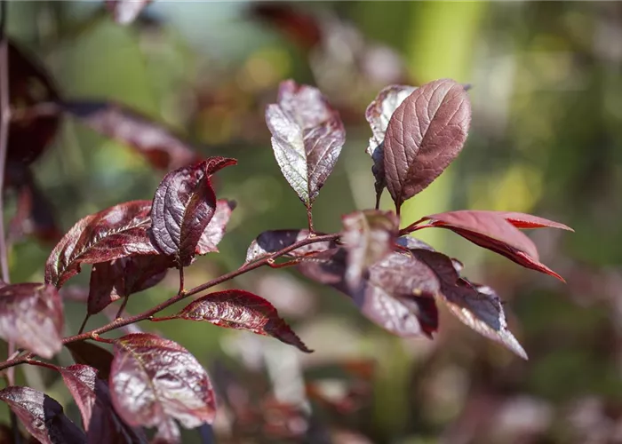 Prunus 'Trailblazer' Prunus 'Trailblazer'