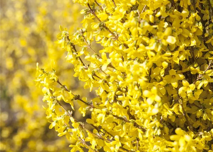 Forsythia 'Week End' -R-