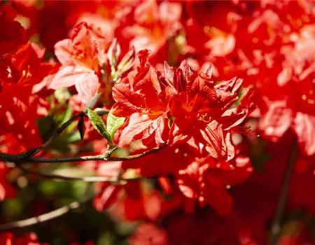 Rhododendron lut.'Fireball' I Rhododendron lut.'Fireball' I