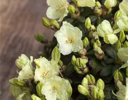 Rhododendron ludlowii 'Wren'