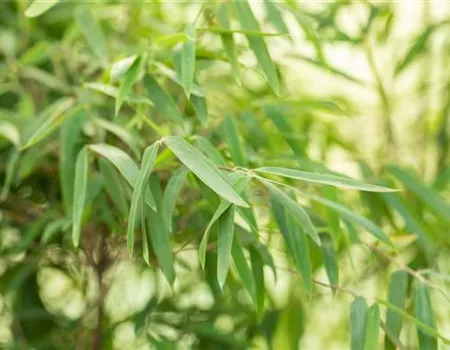 Fargesia nitida 'Jiuzhaigou' -R-