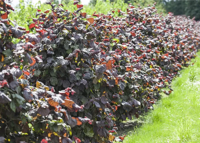 Corylus av.'Rotblättrige Zellernuss' Corylus av.'Rotblättrige Zellernuss'
