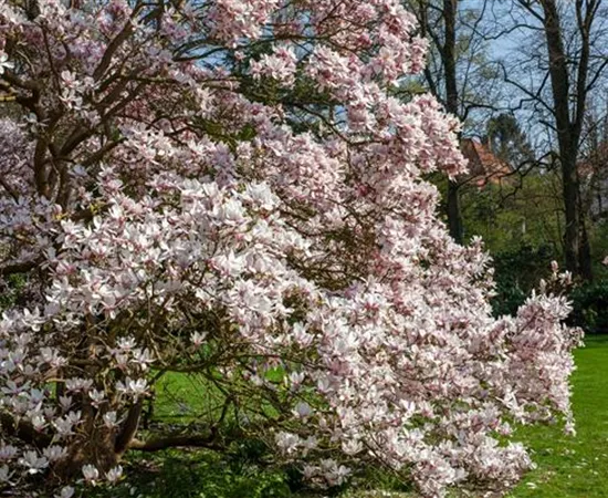 Magnolien pflanzen für einen Blickfang im Garten  Magnolien pflanzen für einen Blickfang im Garten