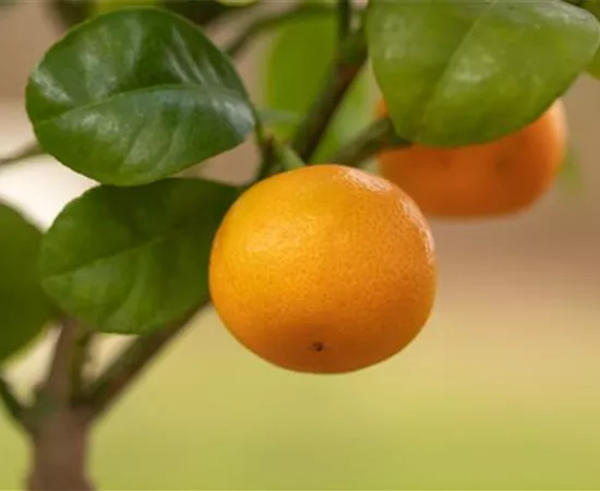 Mediterrane Pflanzen einpflanzen für den Urlaub Zuhause Mediterrane Pflanzen einpflanzen für den Urlaub Zuhause