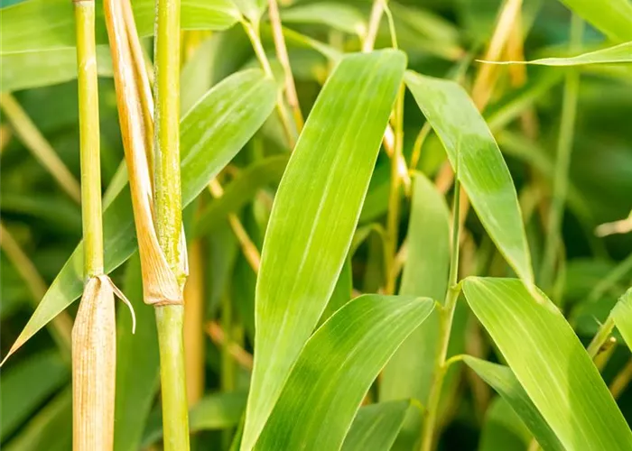 Fargesia murieliae 'Ivory Ibis' Fargesia murieliae 'Ivory Ibis'