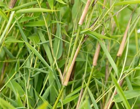 Fargesia murieliae 'Green Lion' -R-