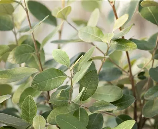 Mediterrane Pflanzen kaufen und nie wieder in den Urlaub wollen Mediterrane Pflanzen kaufen und nie wieder in den Urlaub wollen