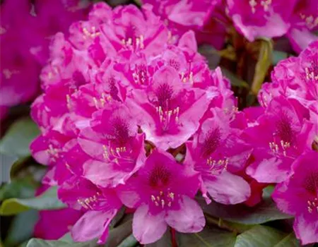 Rhododendron Hybr. 'Nova Zembla' II