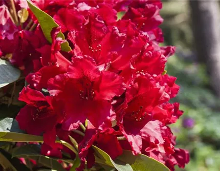 Rhododendron Hybr. 'Rabatz' -R- III