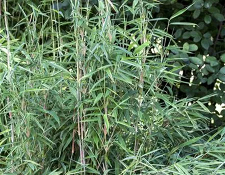 Fargesia murieliae 'Blue Lizard' -R-