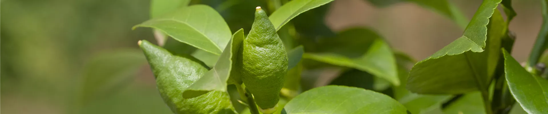 GS639802.jpg GS639802.jpg