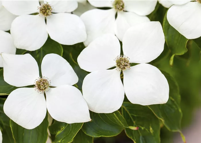 Cornus kousa 'Weiße Fontaine' Cornus kousa 'Weiße Fontaine'