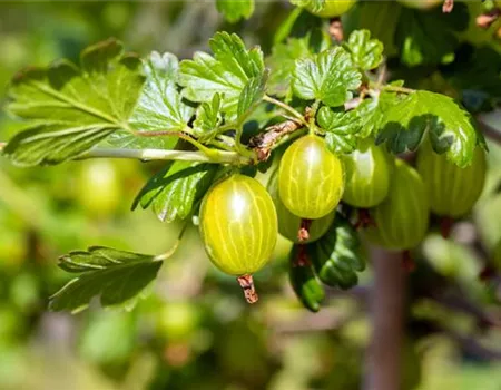 Ribes uva-crispa 'Hinnonmäki gelb' II Ribes uva-crispa 'Hinnonmäki gelb' II