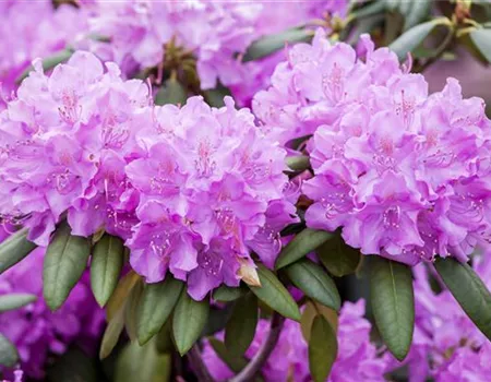 Rhododendron Hybr. 'Roseum Elegans' I