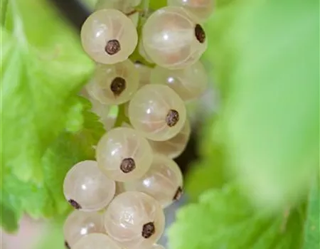 Ribes rubrum 'Weiße Versailler' I Ribes rubrum 'Weiße Versailler' I