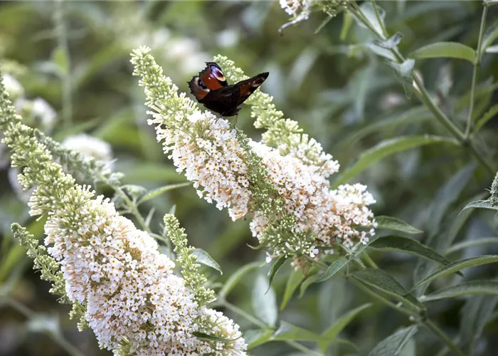 Buddleja 'White Profusion'