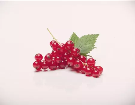 Ribes rubrum 'Rovada' II Ribes rubrum 'Rovada' II