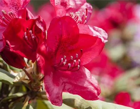 Rhododendron Hybr. 'Hachm.Feuerschein' -R- III