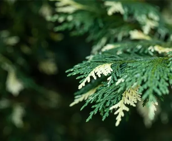 Nadelgehölze kaufen und das ganze Jahr Farbe genießen Nadelgehölze kaufen und das ganze Jahr Farbe genießen