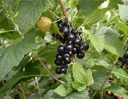 Ribes nigrum 'Titania' -S- II Ribes nigrum 'Titania' -S- II