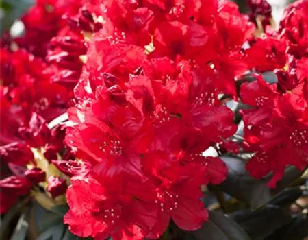 Rhododendron Hybr. 'Erato' -R- III