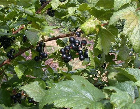 Ribes nigrum 'Dr.Bauer's Ometa' -S- II Ribes nigrum 'Dr.Bauer's Ometa' -S- II