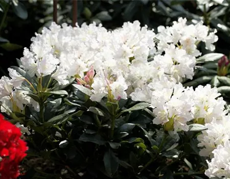 Rhododendron Hybr. 'Cunningham's White' I