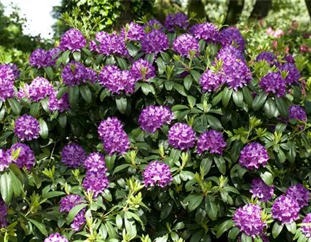 Rhododendron Hybr. 'Catawb.Grandiflorum' I