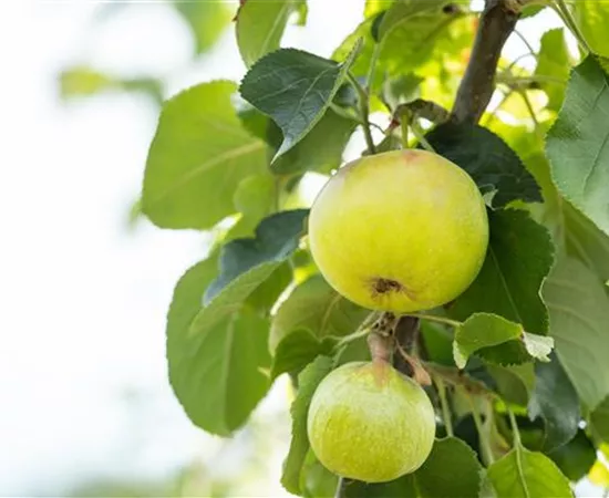 Obstgehölze kaufen und einen eigenen Naschgarten anlegen Obstgehölze kaufen und einen eigenen Naschgarten anlegen