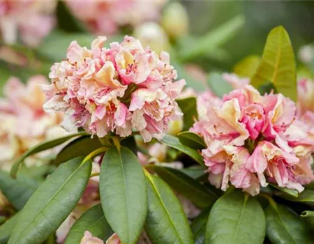 Rhododendron Hybr. 'Brasilia' III