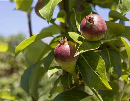 Pyrus com. 'Condora' -R- Pyrus com. 'Condora' -R-