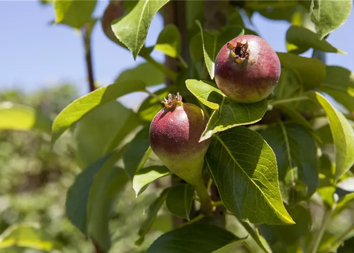 Pyrus com. 'Condora' -R-