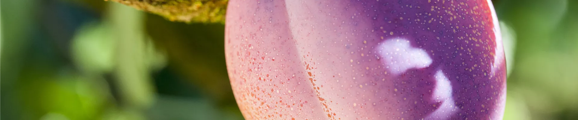 GS502624.jpg GS502624.jpg