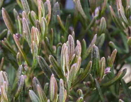 Andromeda polifolia 'Compacta' Andromeda polifolia 'Compacta'