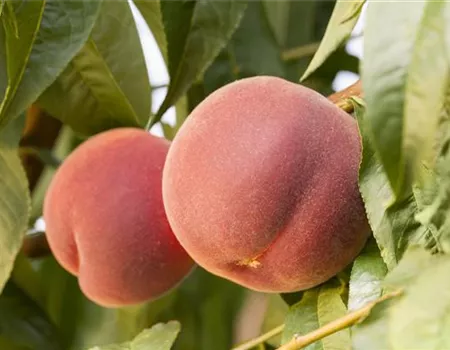 Prunus persica 'Redhaven' Prunus persica 'Redhaven'