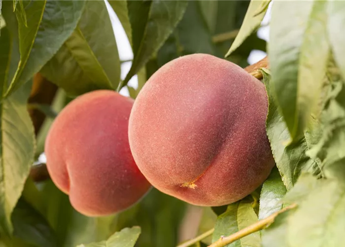 Prunus persica 'Redhaven' Prunus persica 'Redhaven'