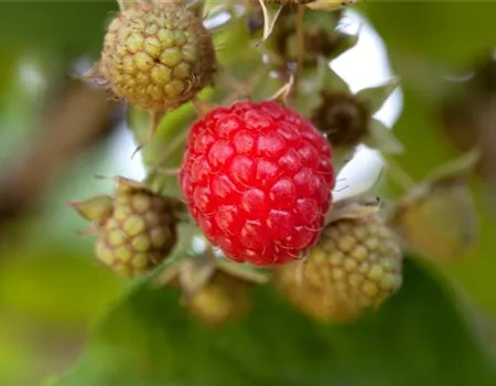 Rubus id. BonBonBerry 'Yummy'